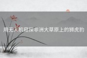 用无人机窥探非洲大草原上的狮虎豹